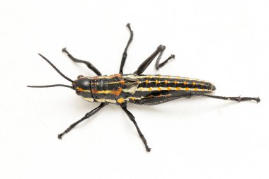 Kuzey benekli çekirge (Aularches miliaris) beyaz arka planda izole edildi