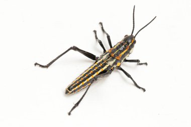 Kuzey benekli çekirge (Aularches miliaris) beyaz arka planda izole edildi