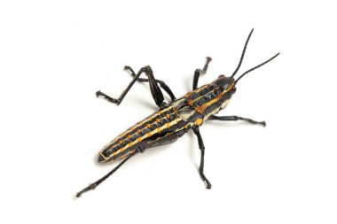 Kuzey benekli çekirge (Aularches miliaris) beyaz arka planda izole edildi