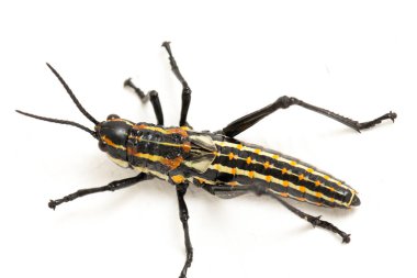 Kuzey benekli çekirge (Aularches miliaris) beyaz arka planda izole edildi