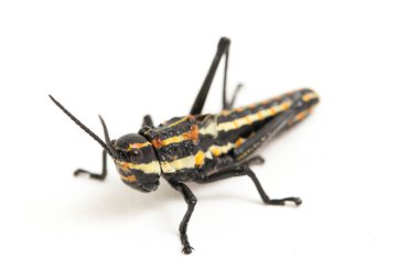 Kuzey benekli çekirge (Aularches miliaris) beyaz arka planda izole edildi