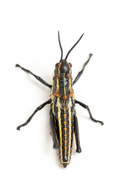 Kuzey benekli çekirge (Aularches miliaris) beyaz arka planda izole edildi