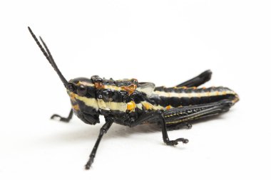 Kuzey benekli çekirge (Aularches miliaris) beyaz arka planda izole edildi