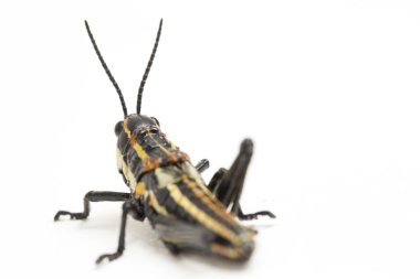 Kuzey benekli çekirge (Aularches miliaris) beyaz arka planda izole edildi