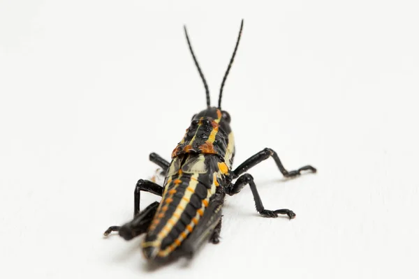 Gafanhoto Manchado Norte Aularches Miliaris Isolado Sobre Fundo Branco — Fotografia de Stock