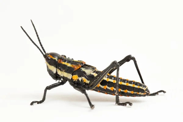 Saltamontes Manchados Del Norte Aularches Miliaris Aislados Sobre Fondo Blanco —  Fotos de Stock