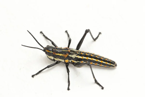 Northern Spotted Grasshopper Aularches Miliaris Isolated White Background — Stock Photo, Image