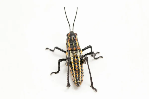 바탕에 격리되어 점박이 메뚜기 Aularches Miliaris — 스톡 사진