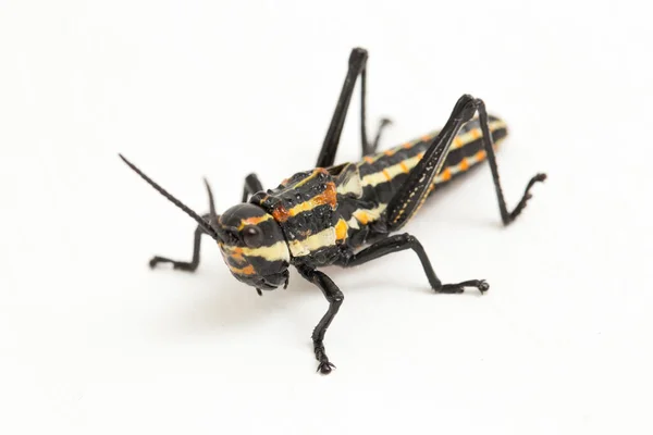 바탕에 격리되어 점박이 메뚜기 Aularches Miliaris — 스톡 사진