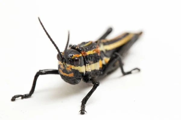 Nördliche Fleckige Heuschrecke Aularches Miliaris Isoliert Auf Weißem Hintergrund — Stockfoto