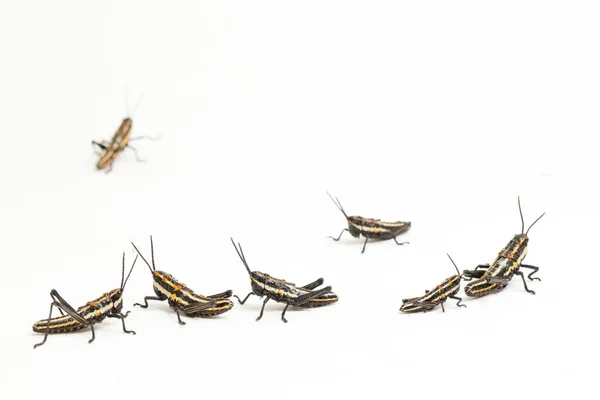 Northern Spotted Grasshopper Aularches Miliaris Isolated White Background — Stock Photo, Image