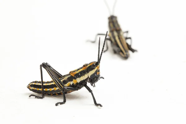 Gafanhoto Manchado Norte Aularches Miliaris Isolado Sobre Fundo Branco — Fotografia de Stock