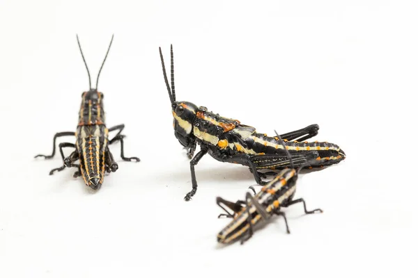 Gafanhoto Manchado Norte Aularches Miliaris Isolado Sobre Fundo Branco — Fotografia de Stock