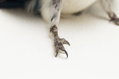 Yakalı Kingfisher kuşu (Todiramphus kloris) beyaz arka planda izole edilmiştir.