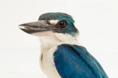 Yakalı Kingfisher kuşu (Todiramphus kloris) beyaz arka planda izole edilmiştir.