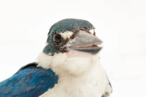 Ошейниковая Птица Kingfisher Todiramphus Chloris Белом Фоне — стоковое фото
