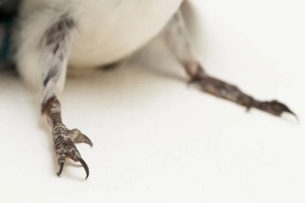 Den Krönta Kingfisher Fågel Todiramphus Kloris Isolerad Vit Bakgrund — Stockfoto