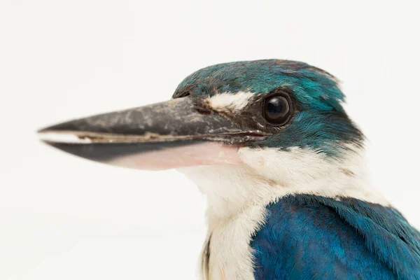 Ошейниковая Птица Kingfisher Todiramphus Chloris Белом Фоне — стоковое фото