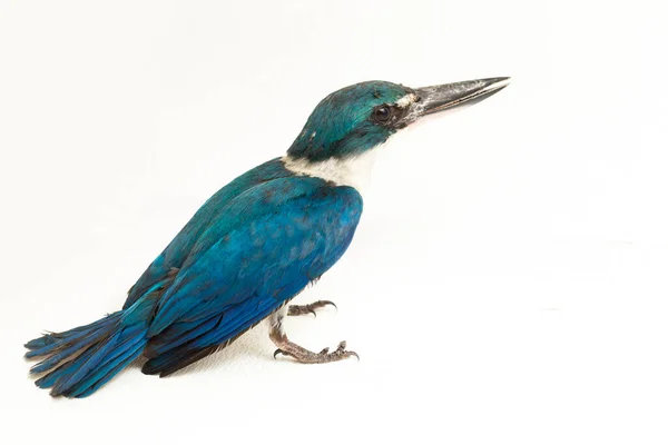 Den Krönta Kingfisher Fågel Todiramphus Kloris Isolerad Vit Bakgrund — Stockfoto