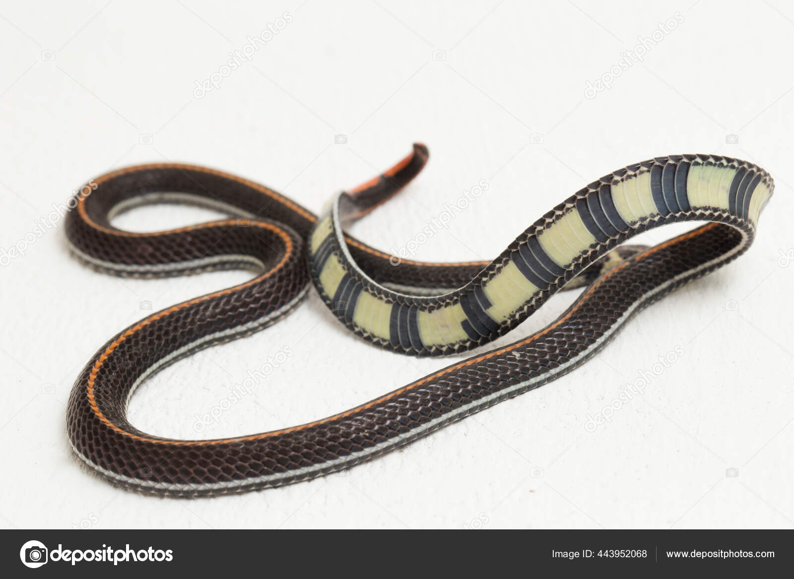 Ular Koral Belang Malaysia Ular Calliophis Intestinalis Terisolasi Pada Latar Stok Foto C Dwiputra18 Gmail Com 443952068