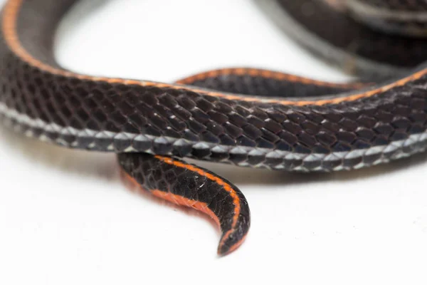 stock image Malaysian Striped Coral Snake - Calliophis intestinalis- isolated on white background