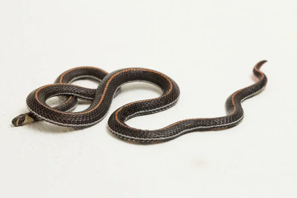 Malaysian Striped Coral Snake Calliophis Intestinalis Isolated White Background — 스톡 사진