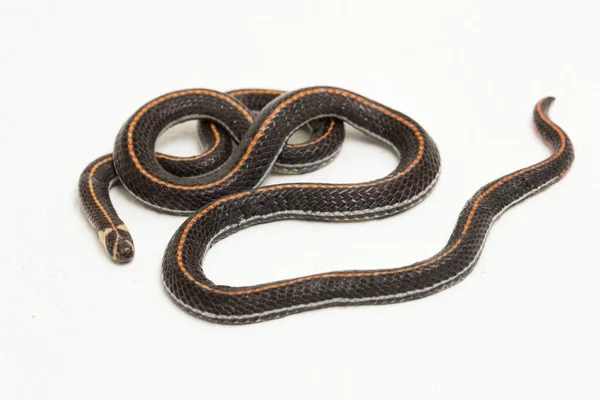 Serpente Coral Listrado Malaio Calliophis Intestinalis Isolado Sobre Fundo Branco — Fotografia de Stock