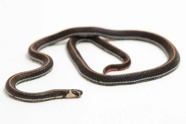 Serpente Corallo Strisce Malese Calliophis Intestinalis Isolato Sfondo Bianco — Foto Stock