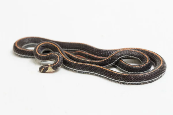 Serpente Coral Listrado Malaio Calliophis Intestinalis Isolado Sobre Fundo Branco — Fotografia de Stock