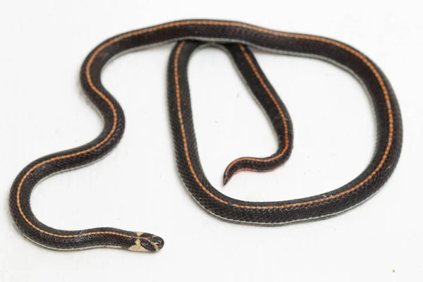 Serpente Coral Listrado Malaio Calliophis Intestinalis Isolado Sobre Fundo Branco — Fotografia de Stock