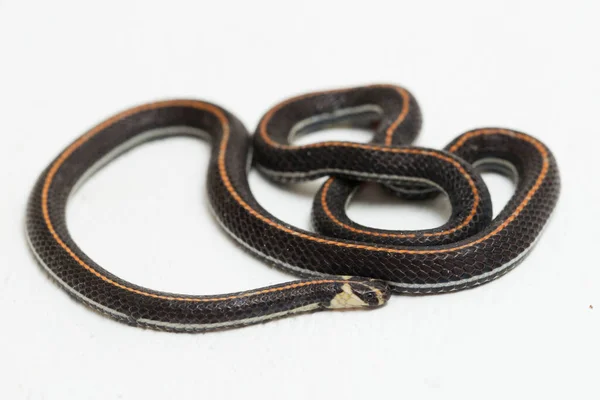 Serpent Corail Rayé Malaisie Calliophis Intestinalis Isolé Sur Fond Blanc — Photo