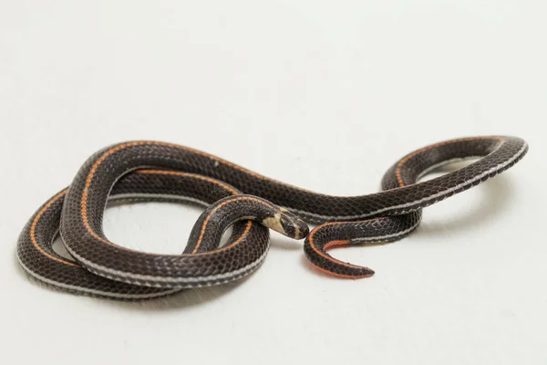 Serpente Coral Listrado Malaio Calliophis Intestinalis Isolado Sobre Fundo Branco — Fotografia de Stock