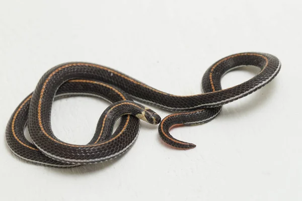 Serpente Coral Listrado Malaio Calliophis Intestinalis Isolado Sobre Fundo Branco — Fotografia de Stock