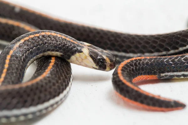 Malaysian Striped Coral Snake Calliophis Intestinalis Isolated White Background — 스톡 사진