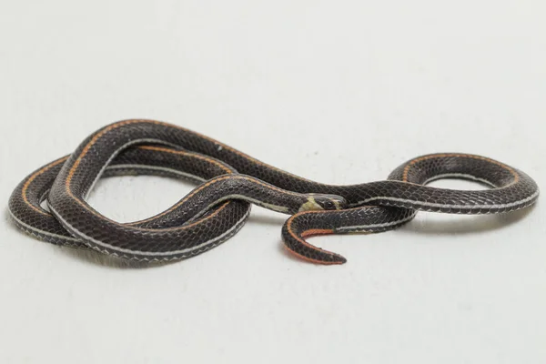 Serpente Corallo Strisce Malese Calliophis Intestinalis Isolato Sfondo Bianco — Foto Stock