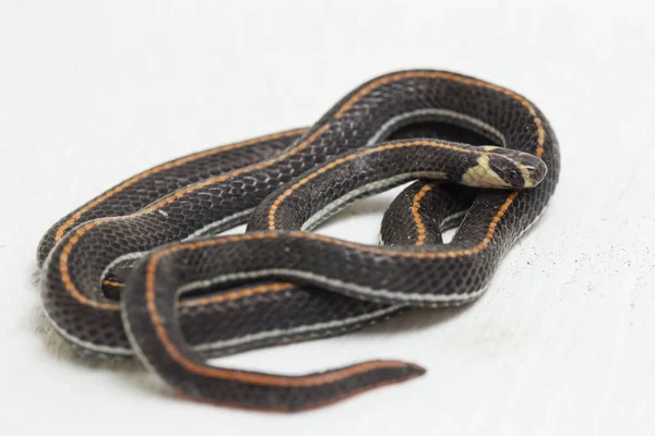 Serpent Corail Rayé Malaisie Calliophis Intestinalis Isolé Sur Fond Blanc — Photo