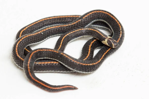 Malaysian Striped Coral Snake Calliophis Intestinalis Isolated White Background — 스톡 사진