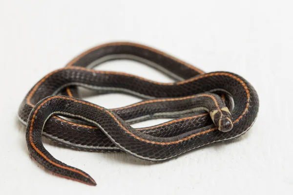 Malaysian Striped Coral Snake Calliophis Intestinalis Isolated White Background — 스톡 사진