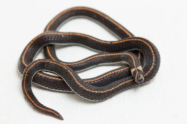 Malaysian Striped Coral Snake Calliophis Intestinalis Isolated White Background — 스톡 사진