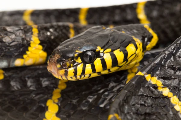 Boiga Dendrophila Commonly Called Mangrove Snake Gold Ringed Cat Snake — Stock Photo, Image