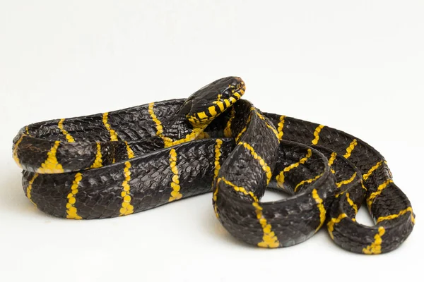 Boiga Dendrophila Közismert Nevén Mangrove Kígyó Vagy Aranygyűrűs Macska Kígyó — Stock Fotó