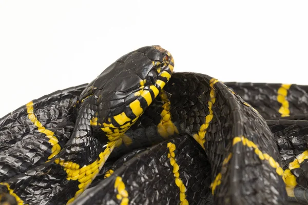 Boiga Dendrophila Algemeen Bekend Als Mangroveslang Goudgeringde Kattenslang Witte Achtergrond — Stockfoto