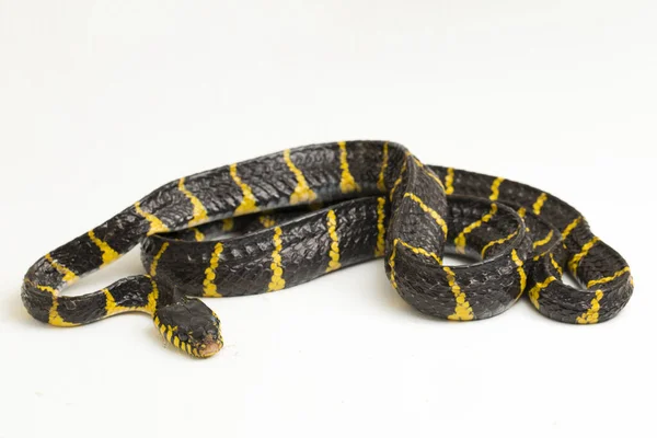 白い背景にマングローブヘビや金環猫ヘビと呼ばれるボイガのデンドロフィラ — ストック写真