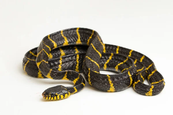 Boiga Dendrophila Közismert Nevén Mangrove Kígyó Vagy Aranygyűrűs Macska Kígyó — Stock Fotó