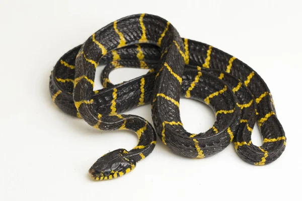 Boiga Dendrophila Comúnmente Llamada Serpiente Manglar Serpiente Gato Anillada Oro — Foto de Stock