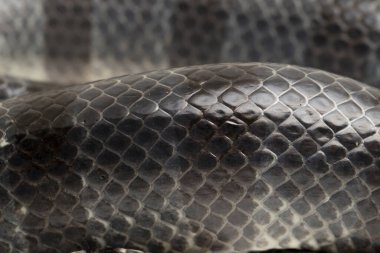 Sarı dudaklı deniz faresi (Laticauda colubrina), kuşaklı deniz krateri veya colubrine deniz faresi. beyaz arkaplan