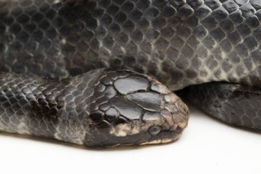 Sarı dudaklı deniz faresi (Laticauda colubrina), kuşaklı deniz krateri veya colubrine deniz faresi. beyaz arkaplan