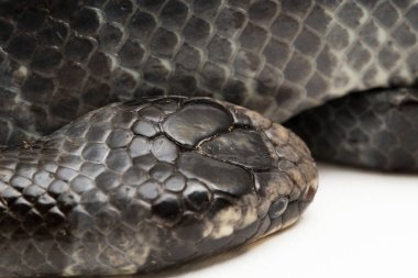 Sarı dudaklı deniz faresi (Laticauda colubrina), kuşaklı deniz krateri veya colubrine deniz faresi. beyaz arkaplan