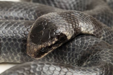 Sarı dudaklı deniz faresi (Laticauda colubrina), kuşaklı deniz krateri veya colubrine deniz faresi. beyaz arkaplan