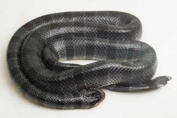 Geel Lipzeekrait Laticauda Colubrina Verbonden Zeekrait Colubrine Zeekrait Witte Achtergrond — Stockfoto